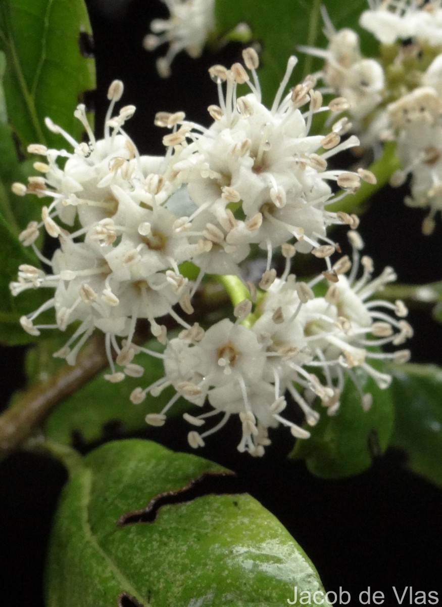 Ehretia aspera Willd.